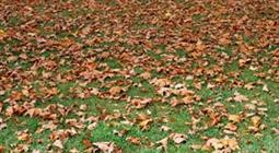 Collecting leaves