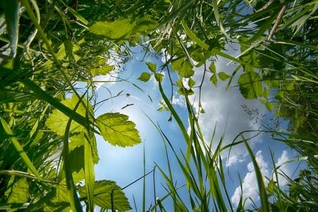 Herbes folles