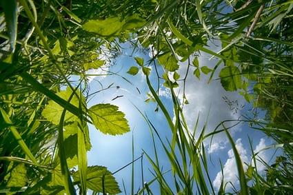 Herbes folles